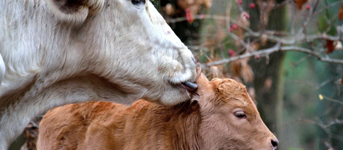 White cow licking a brown calf