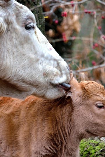 White cow licking a brown calf