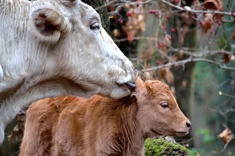 White cow licking a brown calf